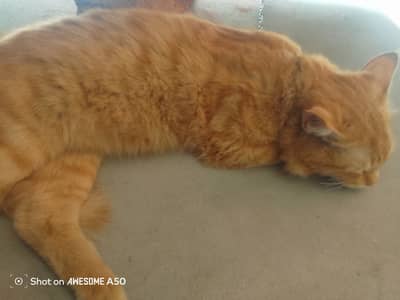 CAt  orange brown