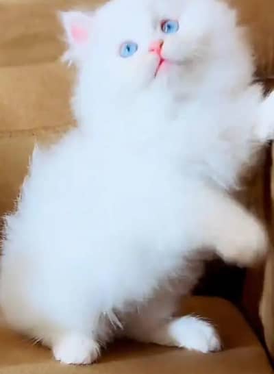 (Persian female kitten) (for sale all) (Pakistan delivery available)