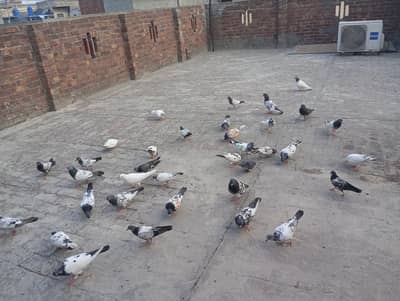 Teddy, Pure Kamagar, Sialkoti Bachay &  breedr pairs