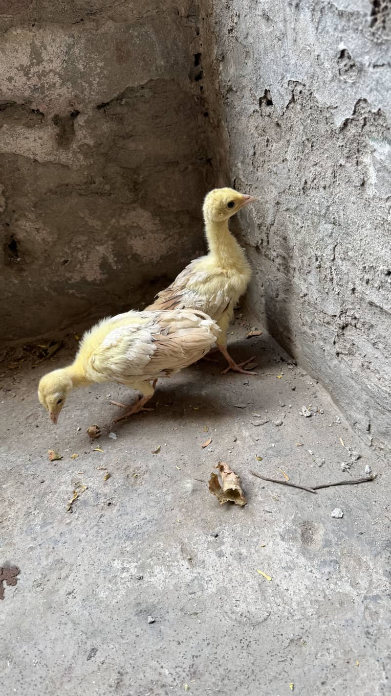 Peacock chicks pair 0