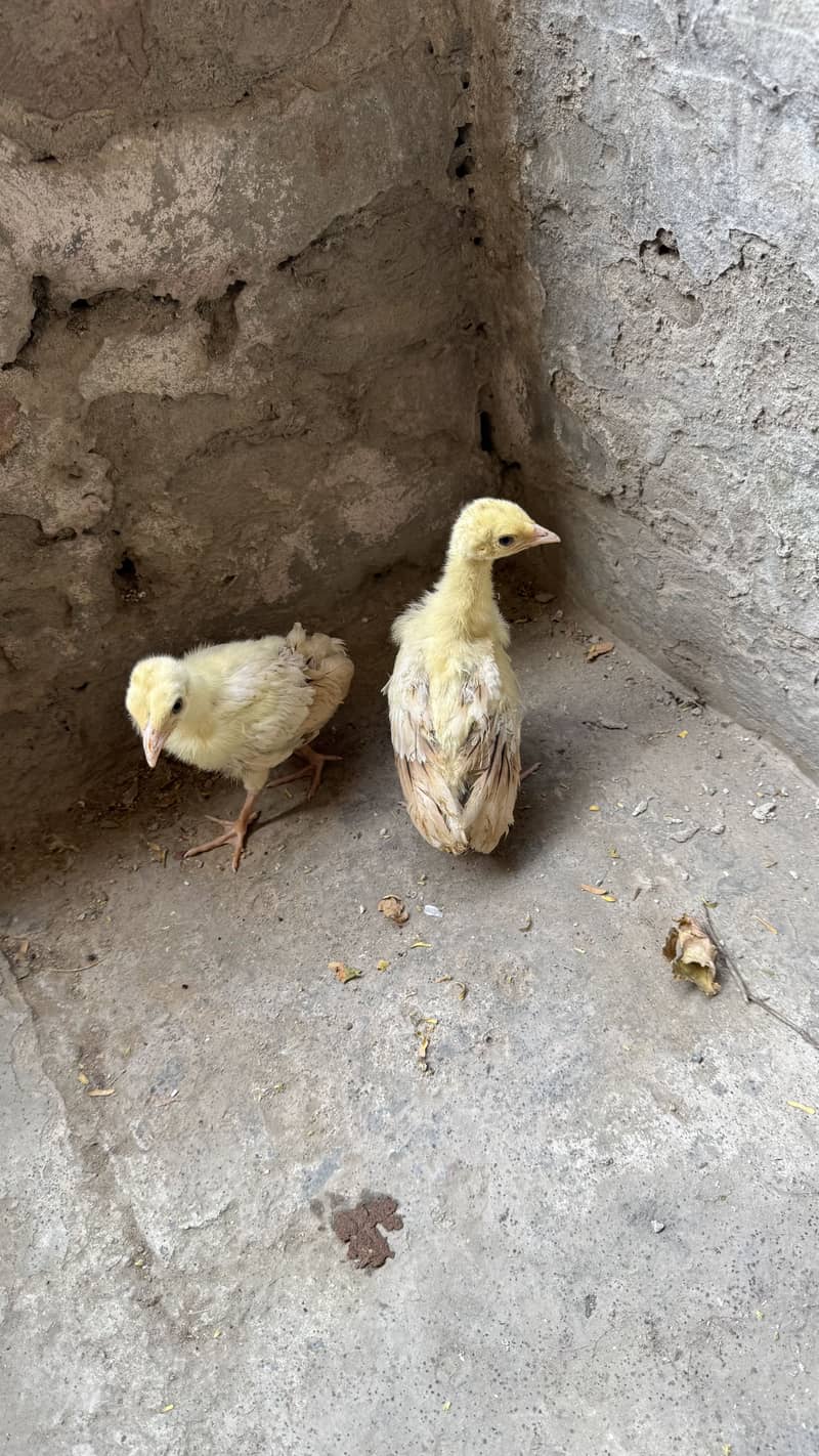 Peacock chicks pair 1