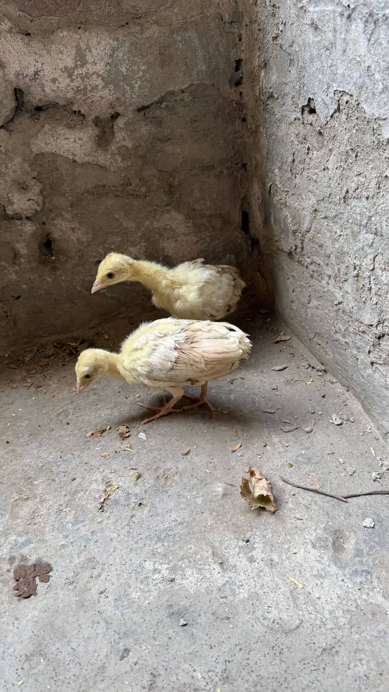 Peacock chicks pair 2