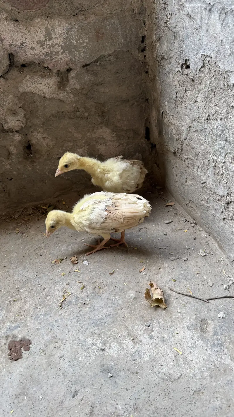 Peacock chicks pair — photo 3