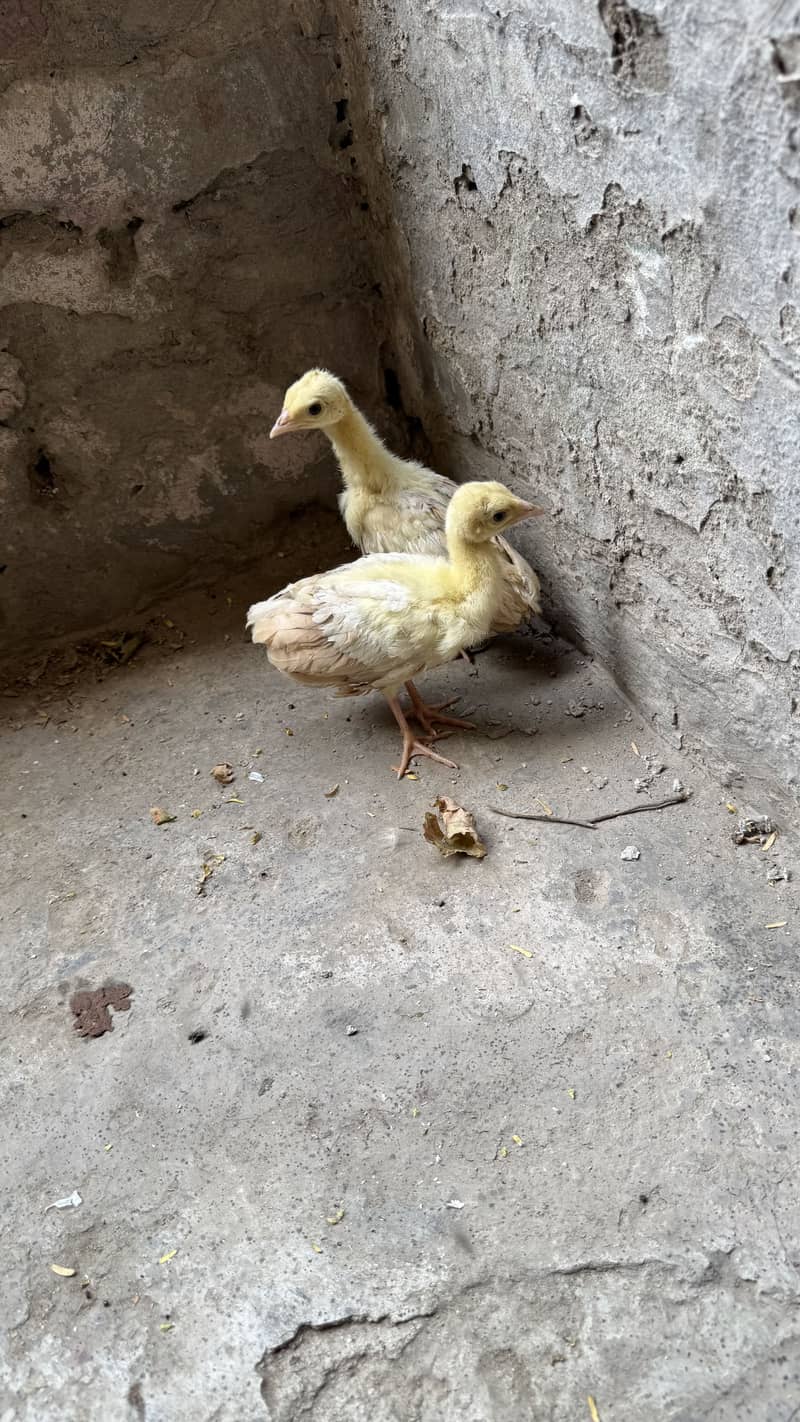 Peacock chicks pair 3