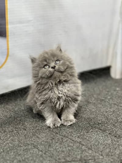 Persian cat and kitten punch face triple coated