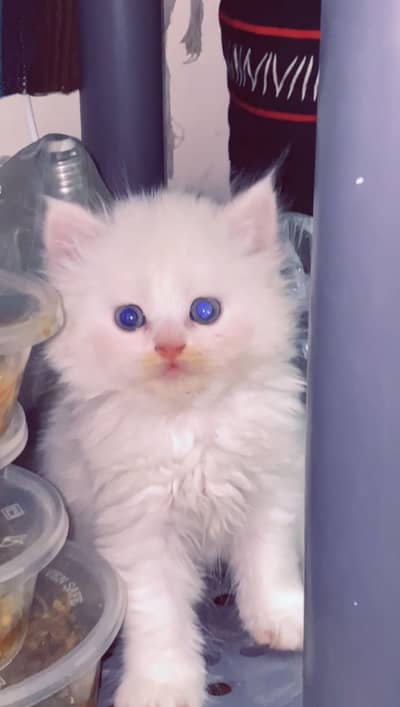 White and black Persian kittens