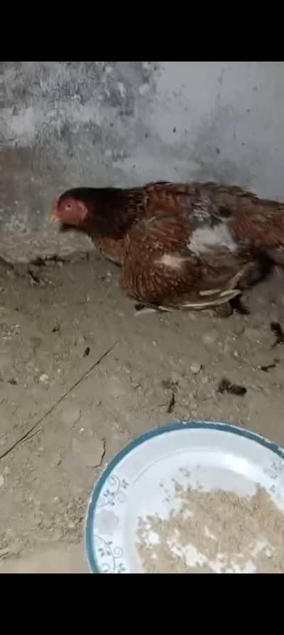 shamo Madi pare pr ha mashallah buhat ache Madi ha