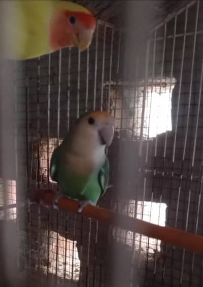 common lotino into peach Face Guaranteed Breeder Pair Available For