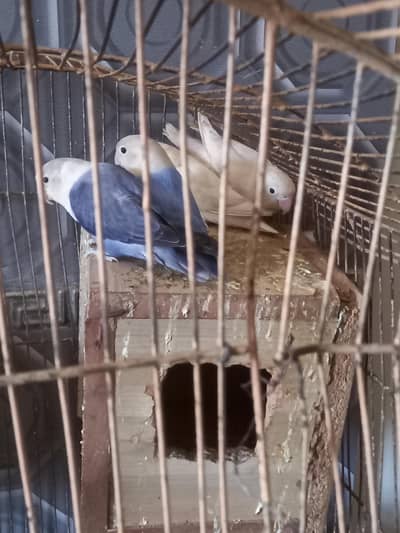 Blue & White albino love birds pair