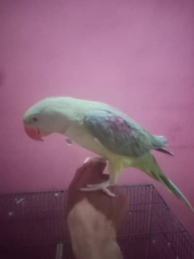 RaW parrot green