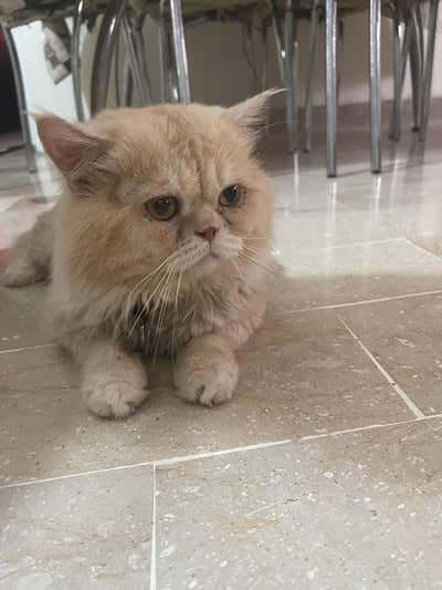 Pure persian  punch face adult male