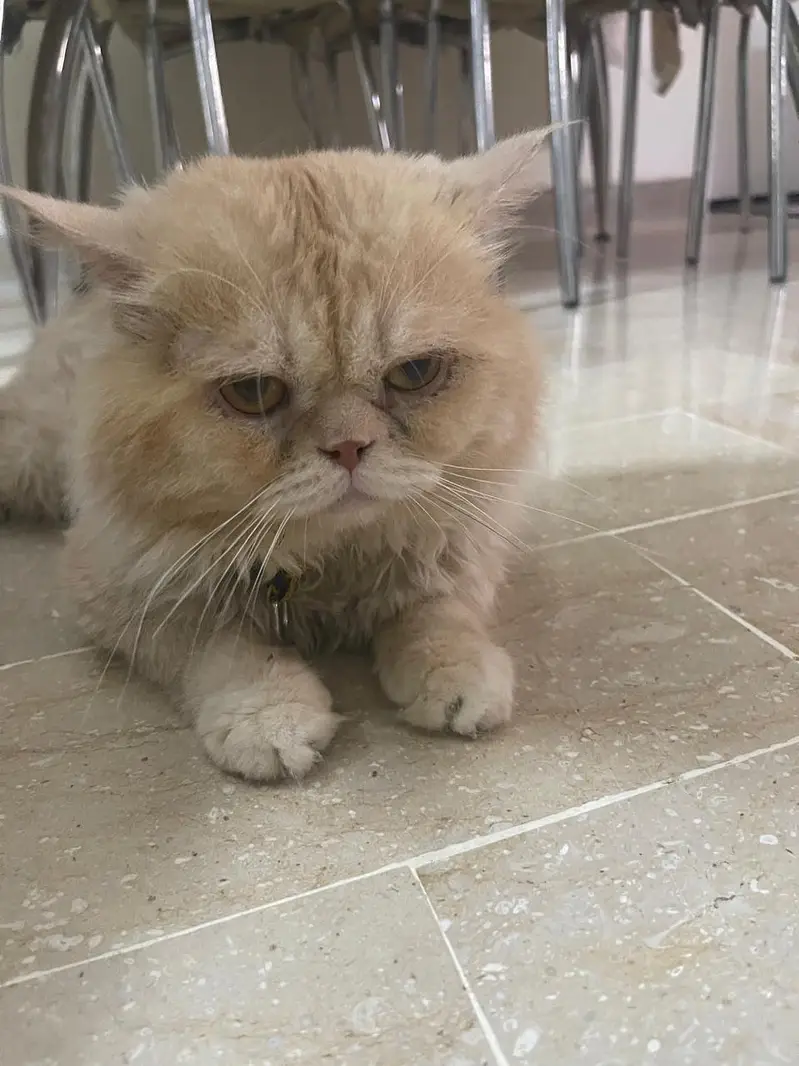 Pure persian  punch face adult male — photo 2