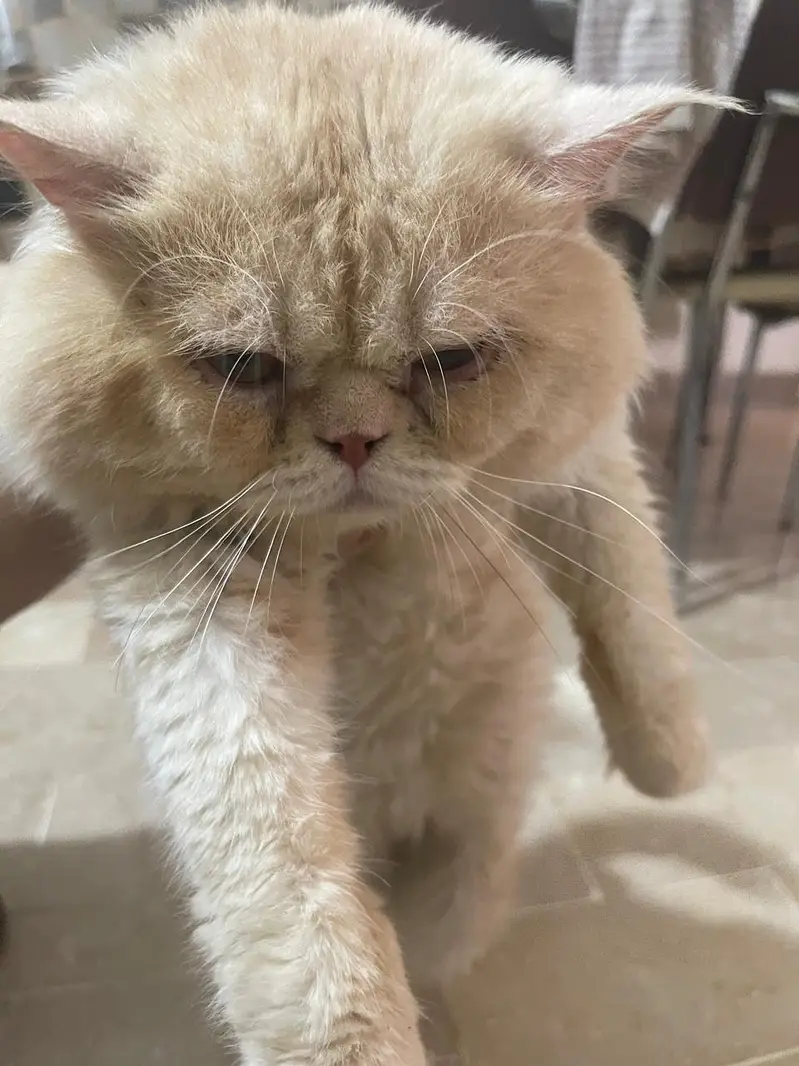 Pure persian  punch face adult male — photo 3