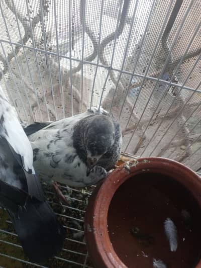  Beautiful Black Face Fancy Pigeon Pair for Sale  one piece 33000