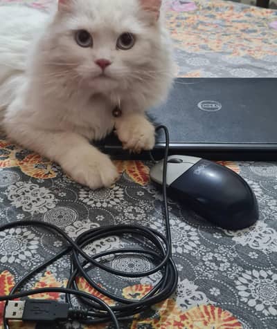 My cat