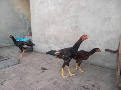 full cuokus