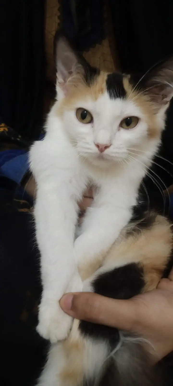 4 month Persian Kitten for Sale Doble Coat Hair — photo 4