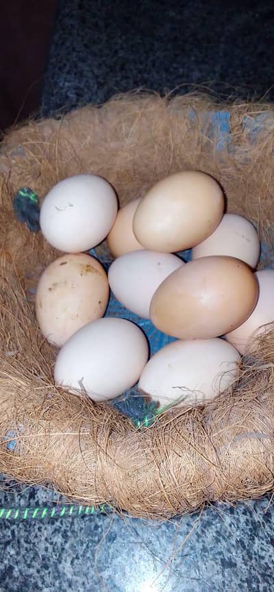 Fresh Home Raised Lohmann Brown Eggs fo