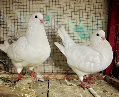 King Modena (Breeder Pair)