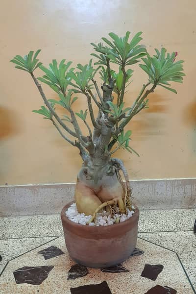 ADENIUM (Desert Roses)