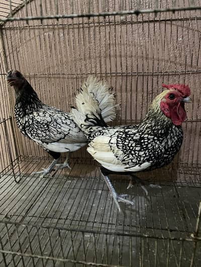 silver subright Eggs laying breeder pair is for sale