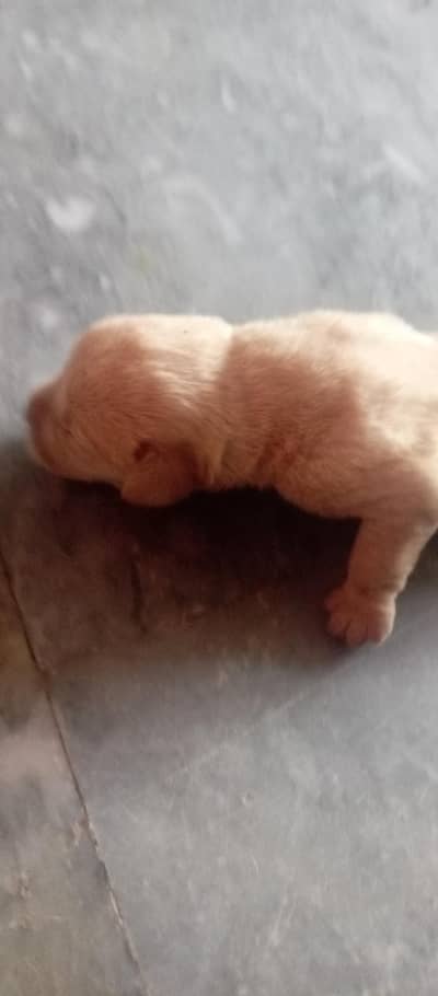 top quality puppies