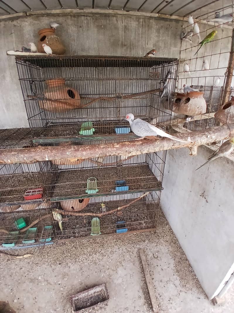 master folding cages 1