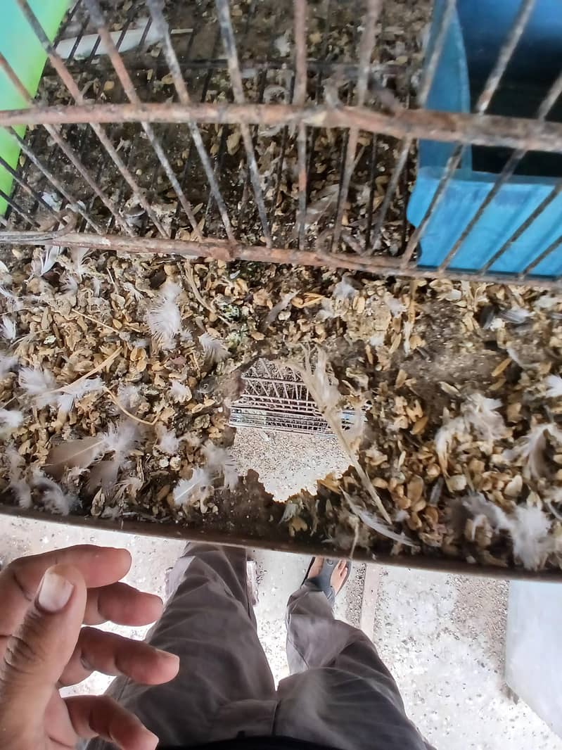 master folding cages 4