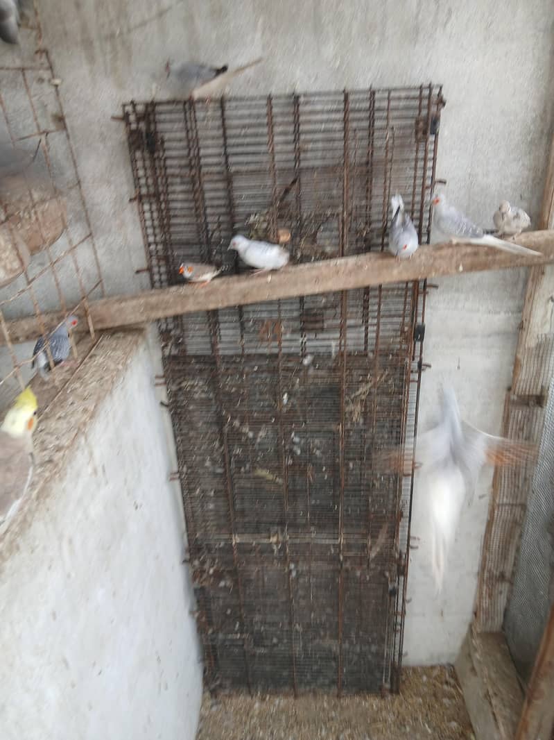 master folding cages 7
