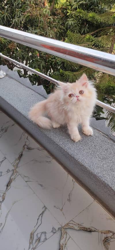 high quality male kitten