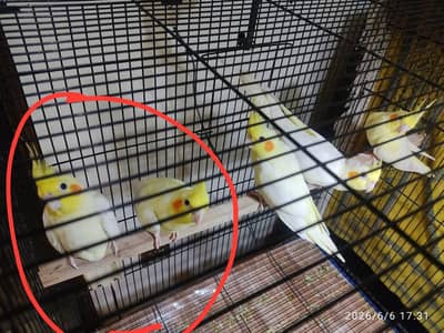 Cream Cocktail pair for Sale