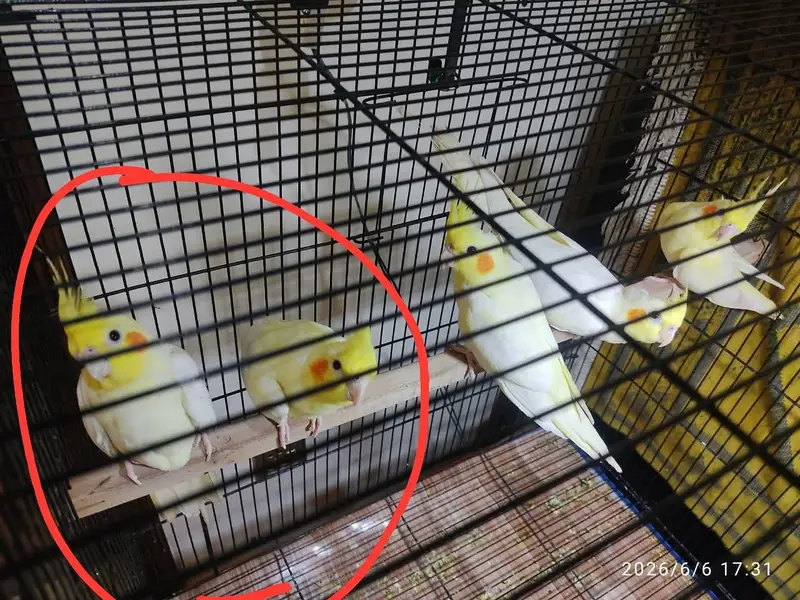Cream Cocktail pair for Sale