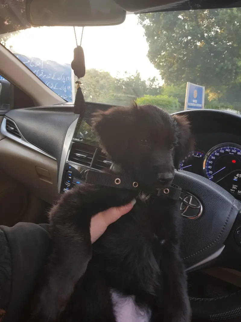 German shepherd puppy for sale / GSD — photo 11