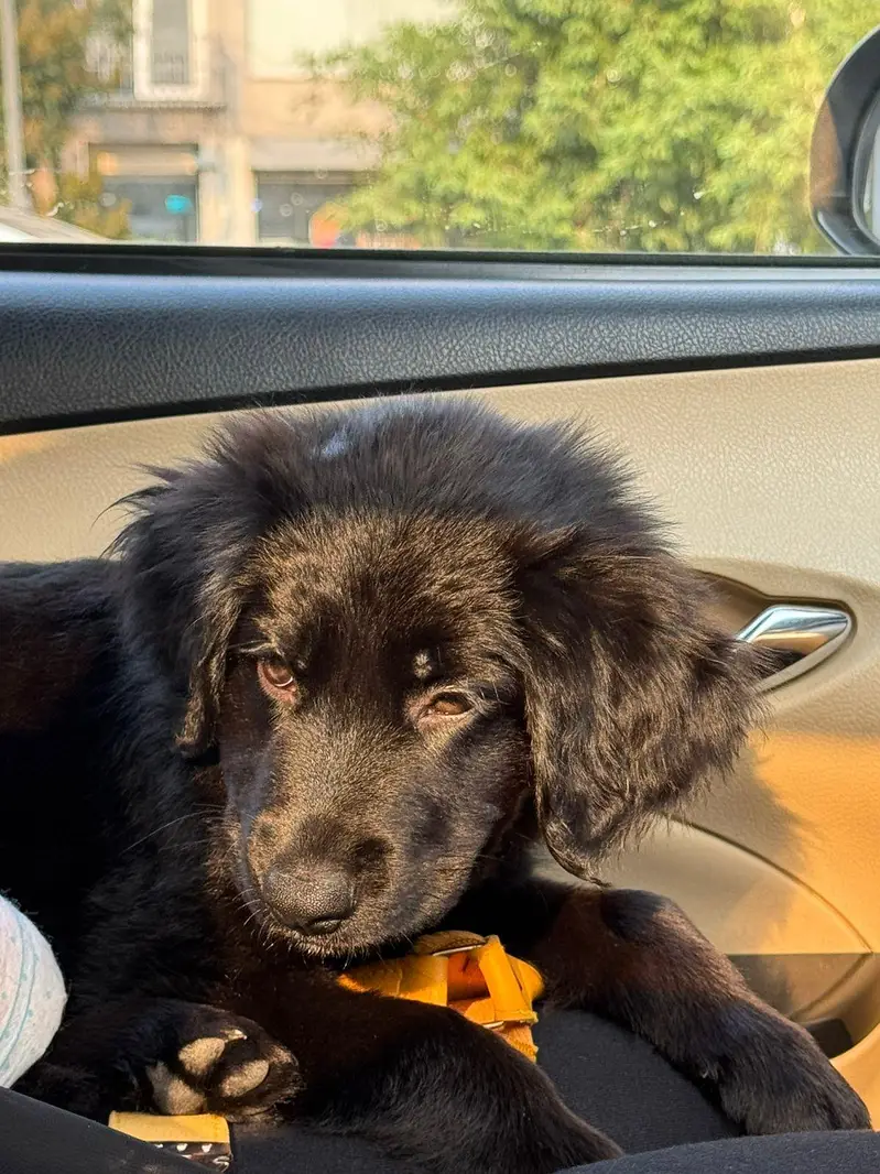 German shepherd puppy for sale / GSD — photo 12