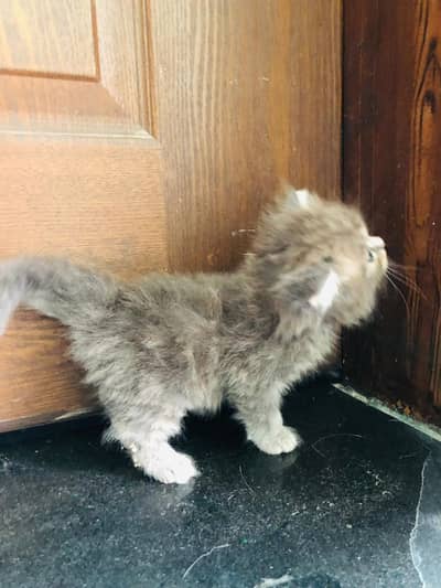 Persian kittens for sale male female both available