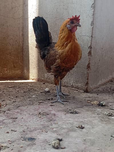 Desi Murgi and Murga