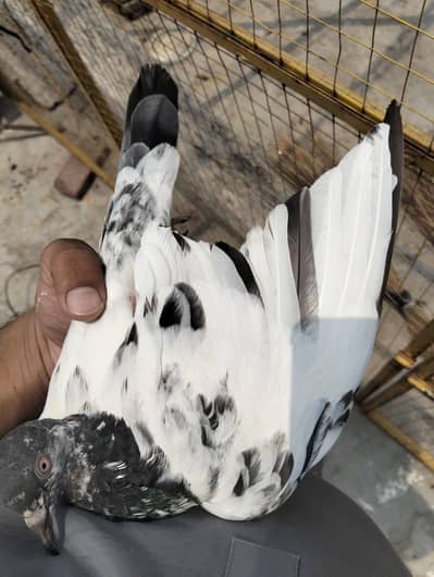 Pigeon kabootar