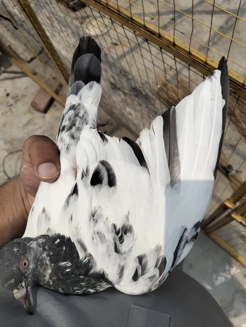 Pigeon kabootar