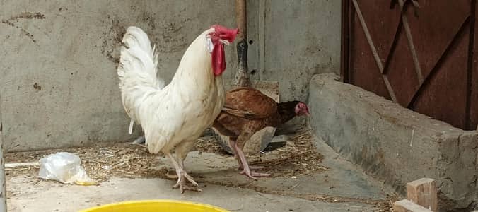 Aseel Hen & Desi Rooster for Sale