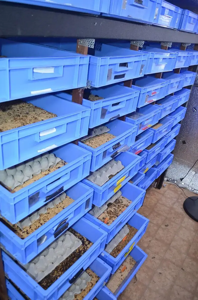 mealworms | mealworms perkg | use mealworms |birds food for sale — photo 2