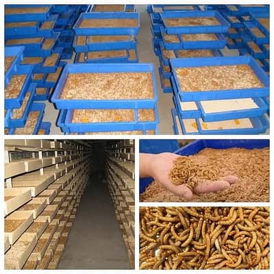 meal worms | mealworms | usa mealworms |birds food for sale