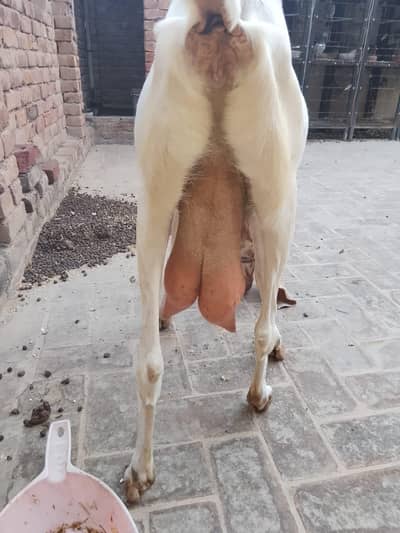 Female goat for sale 1kg plus milk per day