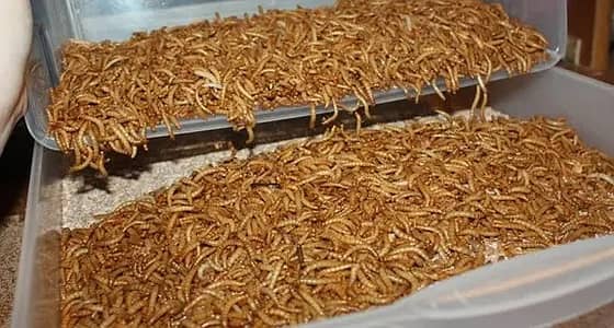 mealworms | dry mealworms | live mealworms | 4000 per kg