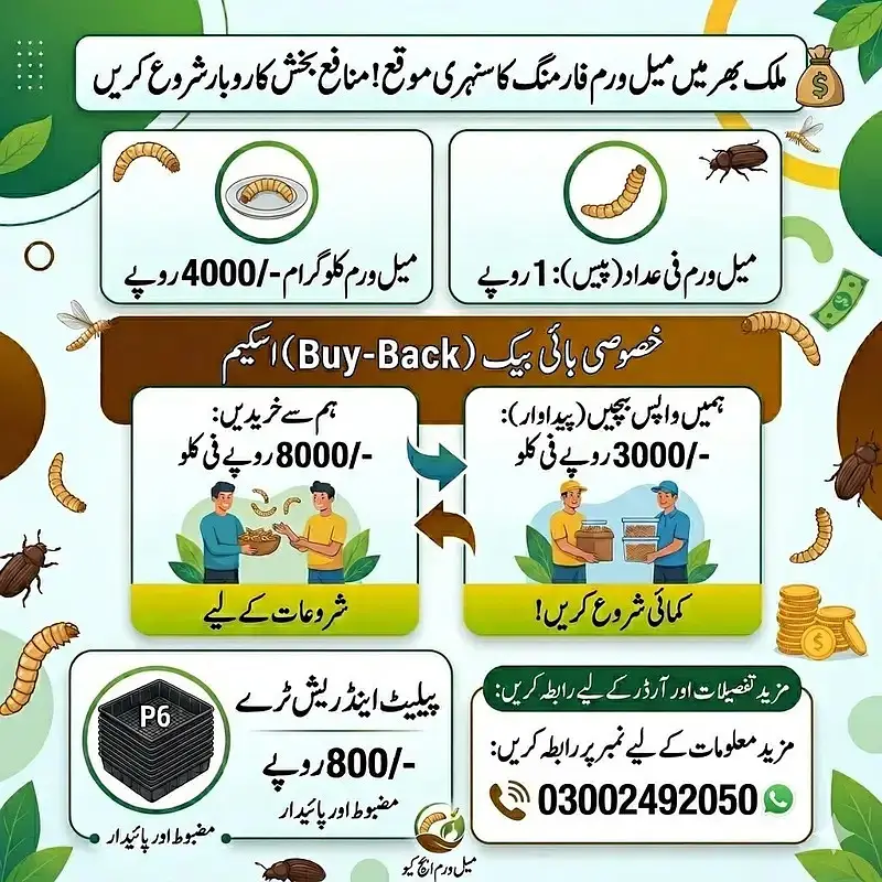 mealworms | dry mealworms | live mealworms | 4000 per kg — photo 9