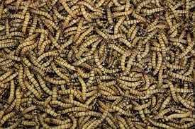 Mealworms | Usa breed Mealworms | each mealworm price  : 1 Rs