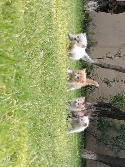 Persian kittens