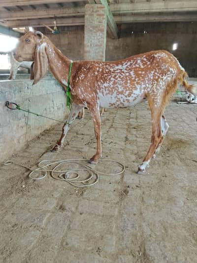 1 bakri or 2 path for sale