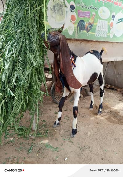 kamore bakra