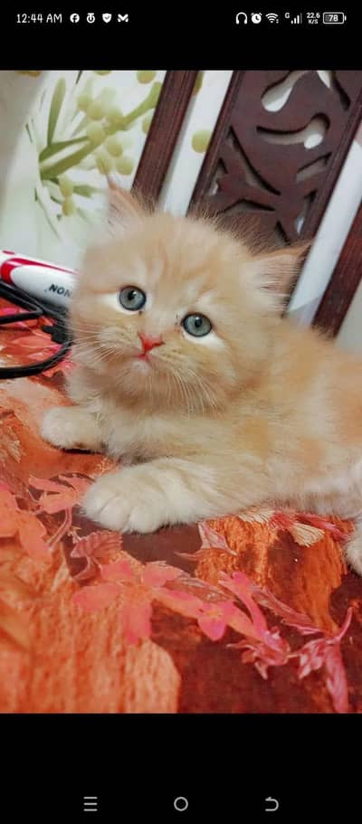  Healthy & Cute Persian Kitten