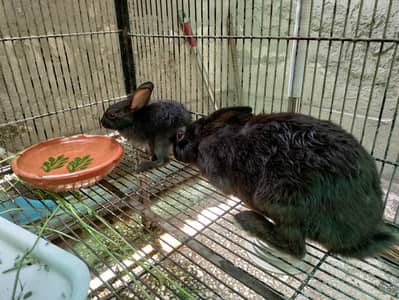 Rabbit pair with 3 kittens